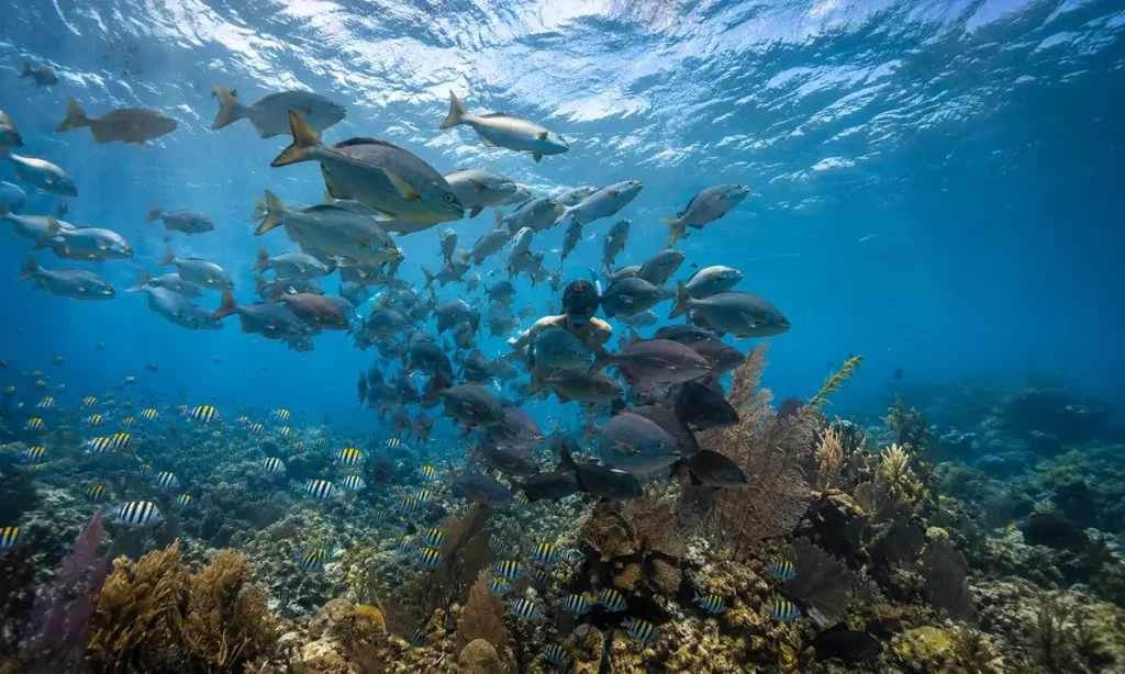 Belize Snorkeling