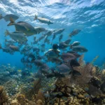 Belize Snorkeling