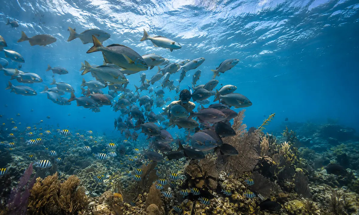 Belize Snorkeling
