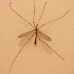 Mosquito Eater