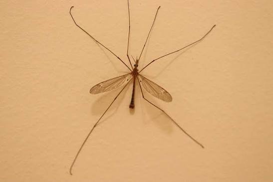 Mosquito Eater